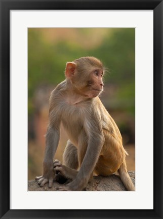 Framed Young Rhesus monkey, Monkey Temple, Jaipur, Rajasthan, India Print