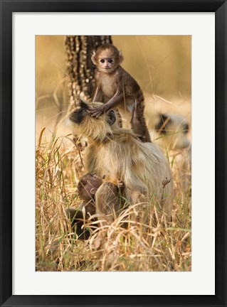 Framed Hanuman Langur, Madhya Pradesh, Kanha National Park, India Print