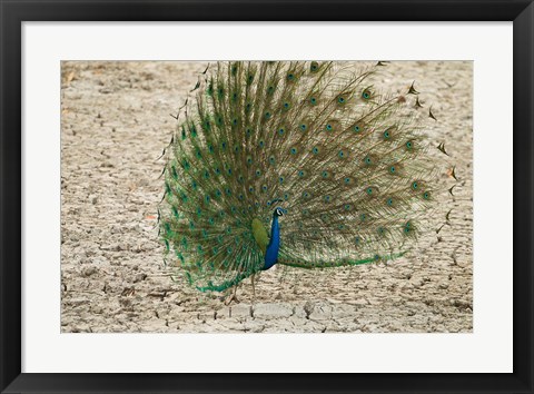 Framed Indian Peafowl, Bandhavgarh National Park, India Print