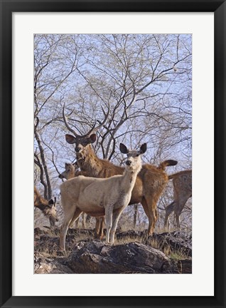 Framed Alert Sambars, Ranthambhor National Park, India Print