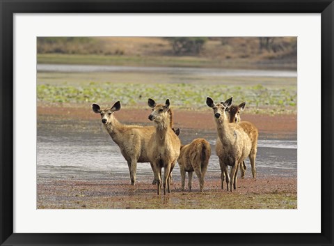 Framed Alert Sanbar deers, Ranthambhor National Park, India Print