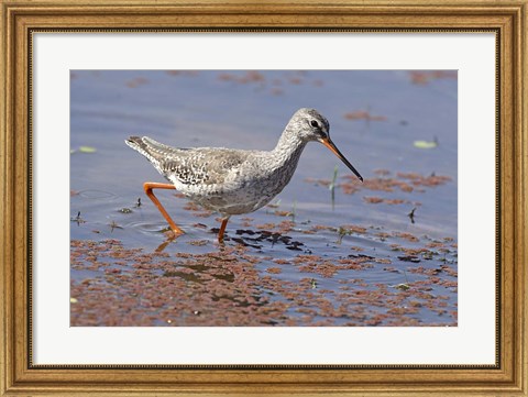 Framed Bird, Redshank, Ranthambhor National Park, India Print