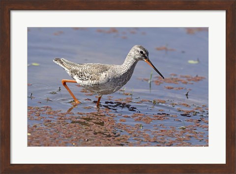 Framed Bird, Redshank, Ranthambhor National Park, India Print