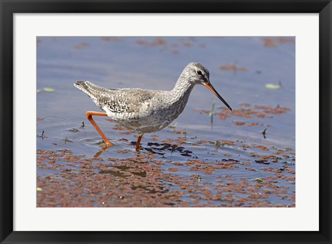 Framed Bird, Redshank, Ranthambhor National Park, India Print