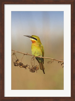 Framed Bluetailed Bee eater, Corbett NP, Uttaranchal, India Print