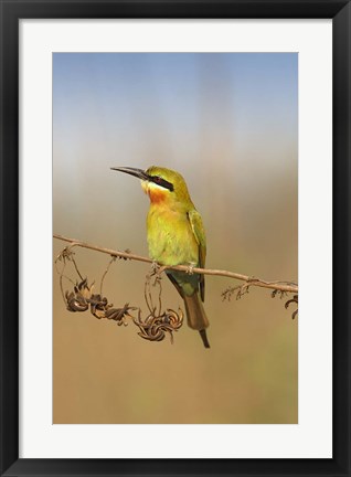 Framed Bluetailed Bee eater, Corbett NP, Uttaranchal, India Print