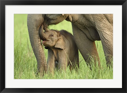 Framed Elephant and Young, Corbett National Park, Uttaranchal, India Print