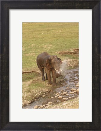 Framed Elephant at waterhole, Corbett NP, Uttaranchal, India Print