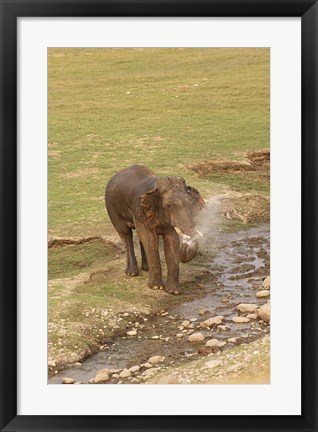 Framed Elephant at waterhole, Corbett NP, Uttaranchal, India Print