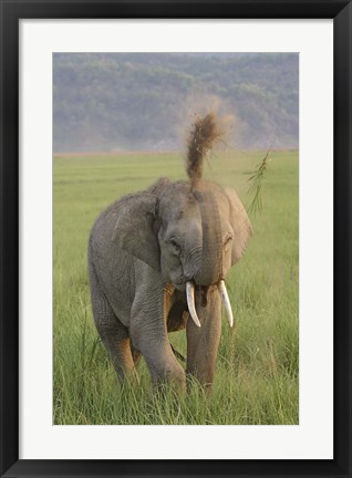 Framed Elephant dust bath, Corbett NP, Uttaranchal, India Print