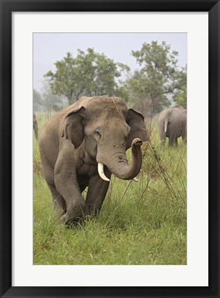 Framed Elephant Greeting, Corbett National Park, Uttaranchal, India Print