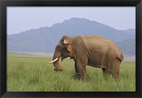 Framed Elephant in the grass, Corbett NP, Uttaranchal, India Print