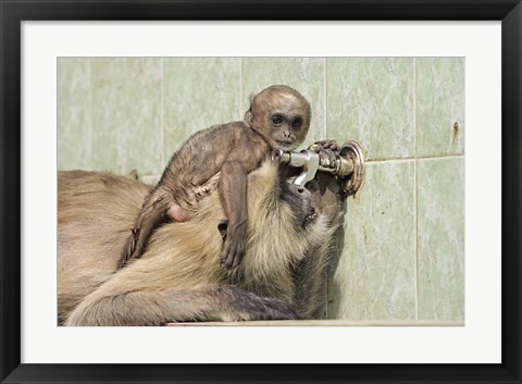 Framed Hanuman Langoor and young, Ranthambhor National Park, India Print