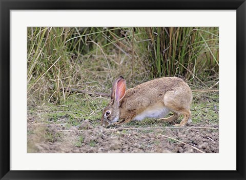 Framed Indian Hare wildlife, Ranthambhor NP, India Print