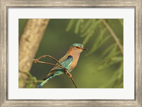 Framed Indian roller bird, Corbett NP, Uttaranchal, India Print