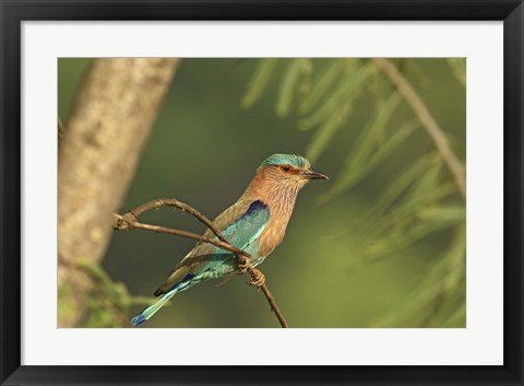 Framed Indian roller bird, Corbett NP, Uttaranchal, India Print