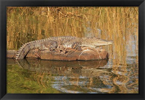 Framed Marsh Crocodile, Ranthambhor National Park, India Print