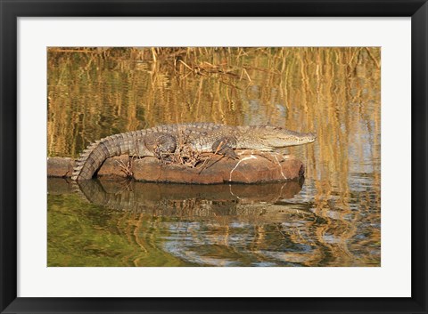 Framed Marsh Crocodile, Ranthambhor National Park, India Print