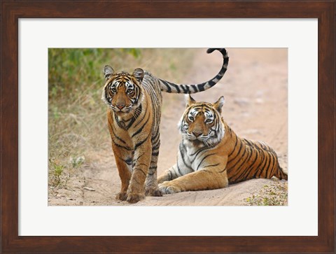 Framed Pair of Royal Bengal Tigers, Ranthambhor National Park, India Print