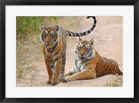 Framed Pair of Royal Bengal Tigers, Ranthambhor National Park, India Print