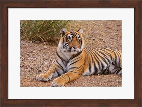 Framed Portrait of Royal Bengal Tiger, Ranthambhor National Park, India Print