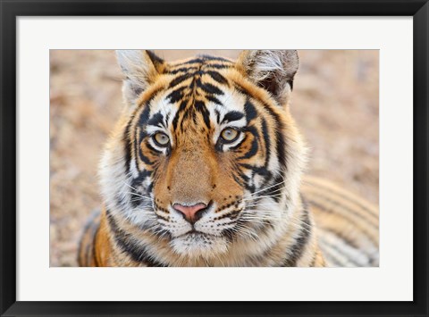 Framed Royal Bengal Tiger Head, Ranthambhor National Park, India Print