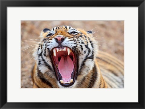 Framed Royal Bengal Tiger mouth, Ranthambhor National Park, India Print