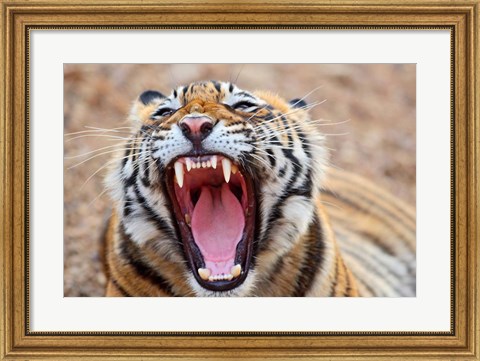 Framed Royal Bengal Tiger mouth, Ranthambhor National Park, India Print