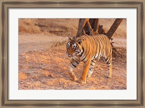 Framed Royal Bengal Tiger, India Print