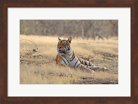 Framed Royal Bengal Tiger resting, India Print