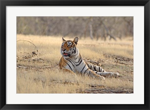 Framed Royal Bengal Tiger resting, India Print