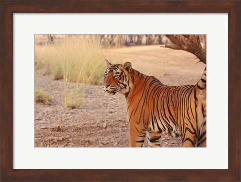 Framed Royal Bengal Tiger, Ranthambhor National Park, India Print