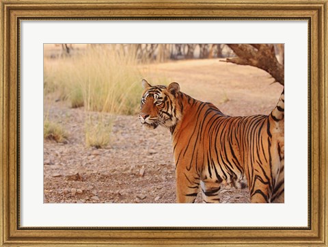 Framed Royal Bengal Tiger, Ranthambhor National Park, India Print