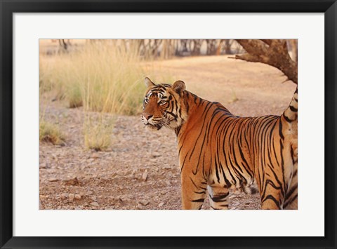 Framed Royal Bengal Tiger, Ranthambhor National Park, India Print