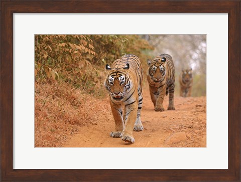 Framed Royal Bengal Tigers Along the Track, Ranthambhor National Park, India Print