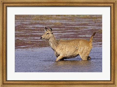 Framed Sambar wildlife, lake, Ranthambhor NP, India Print