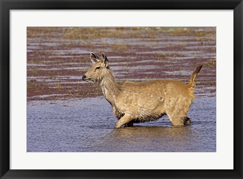 Framed Sambar wildlife, lake, Ranthambhor NP, India Print