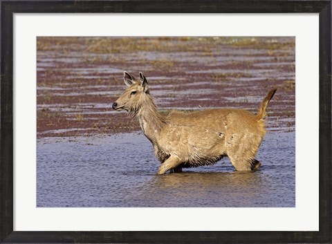 Framed Sambar wildlife, lake, Ranthambhor NP, India Print