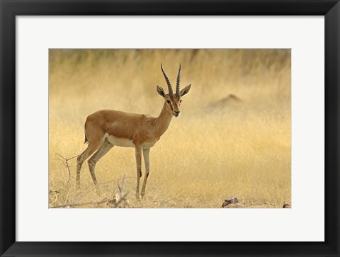 Framed Chinkara, Ranthambhor National Park, India Print