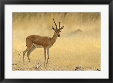 Framed Chinkara, Ranthambhor National Park, India Print