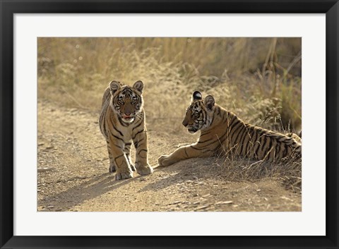 Framed Young Royal Bengal Tiger, Ranthambhor National Park, India Print