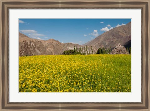 Framed Mustard flowers and mountains in Alchi, Ladakh, India Print