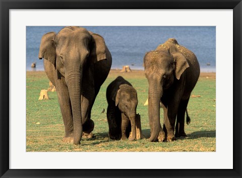 Framed Asian Elephant Family, Nagarhole National Park, India Print