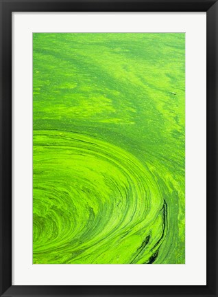 Framed Algae on water, Indhar Lake, Udaipur, Rajasthan, India Print