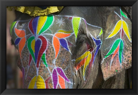 Framed Elephant Decorated with Colorful Painting, Jaipur, Rajasthan, India Print