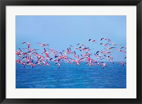 Framed Lesser Flamingo tropical bird, Lake Chilka, Barkul, Orissa Print