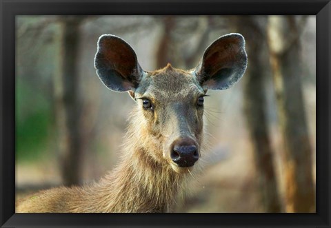 Framed Sambar in Ranthambore National Park, Rajasthan, India Print