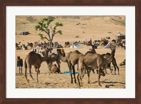 Framed Camel Market, Pushkar Camel Fair, India Print