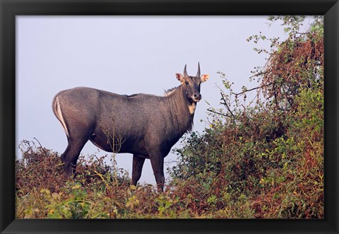 Framed Bluebull Stag, Keoladeo National Park, India. Print