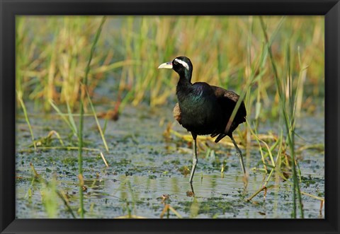 Framed Bronze-winged Jacana bird, Keoladeo NP, India Print